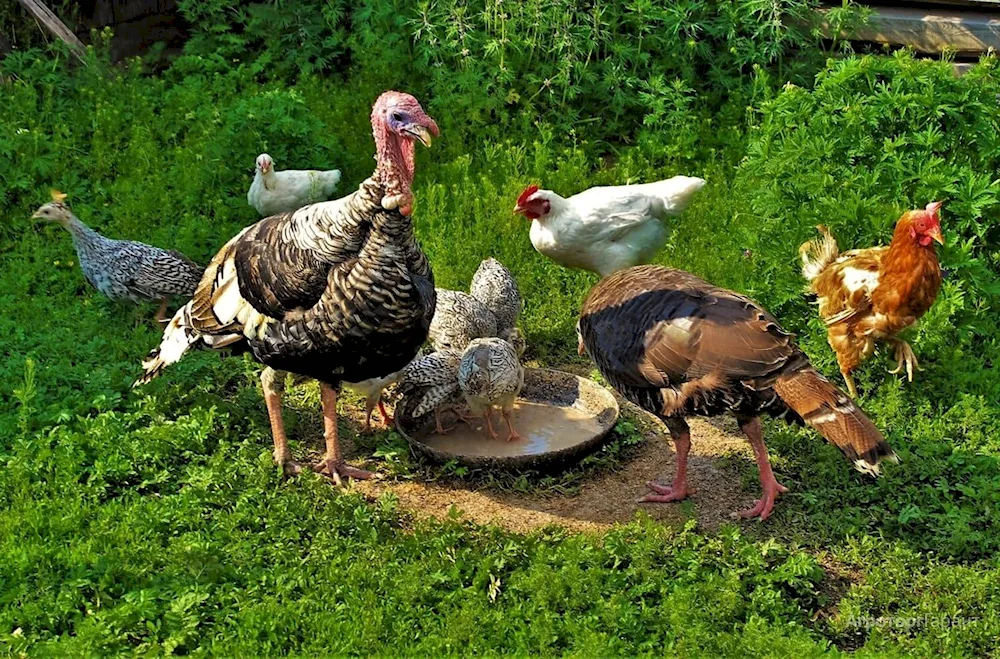 Canadian wide-breasted turkey