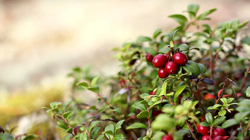 Lingonberry bush