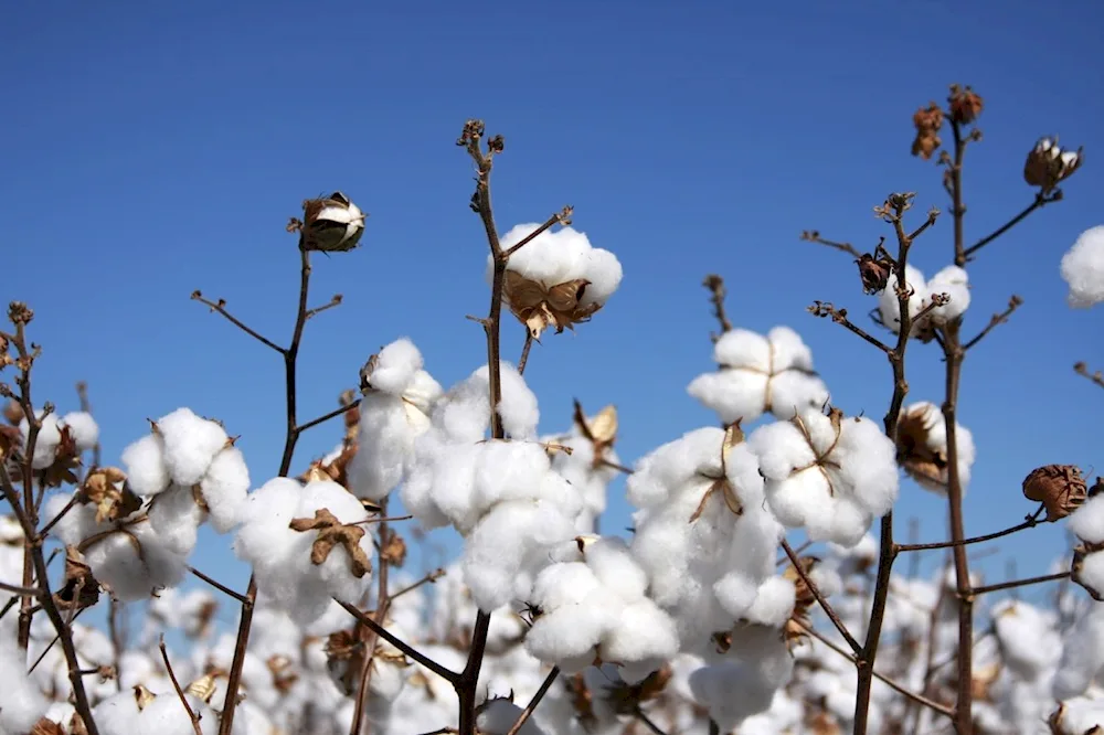 Cotton plant of Indochina