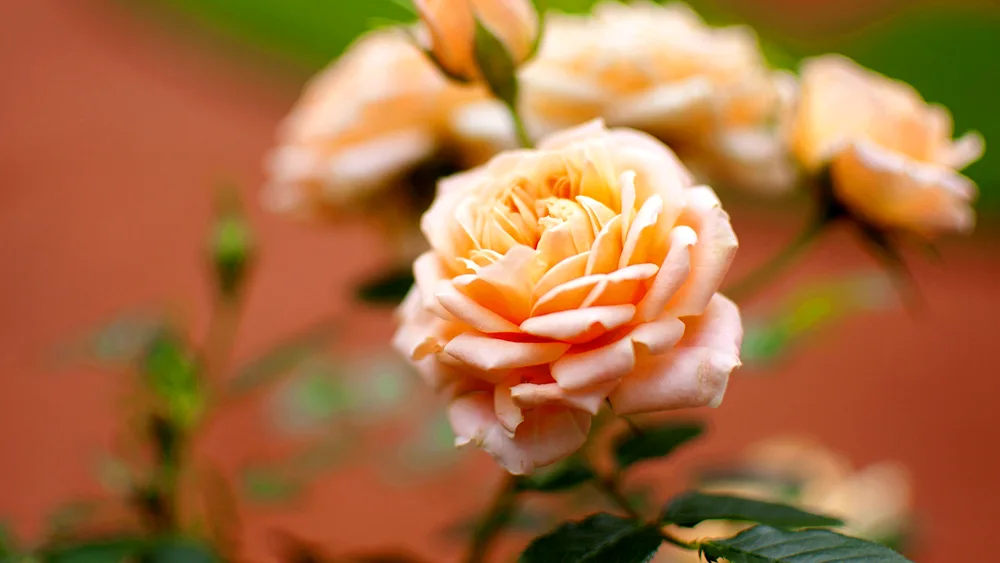 Peach rose bush