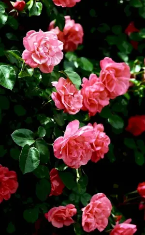 Helmut rose bush