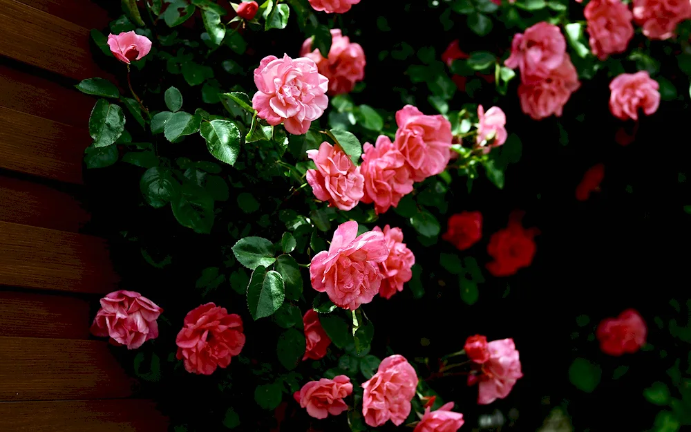 Dewdrop flowers