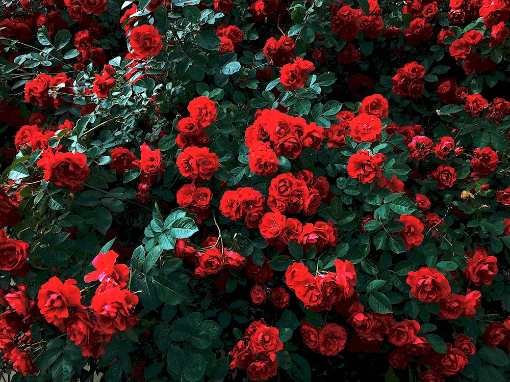 Flowers on black background