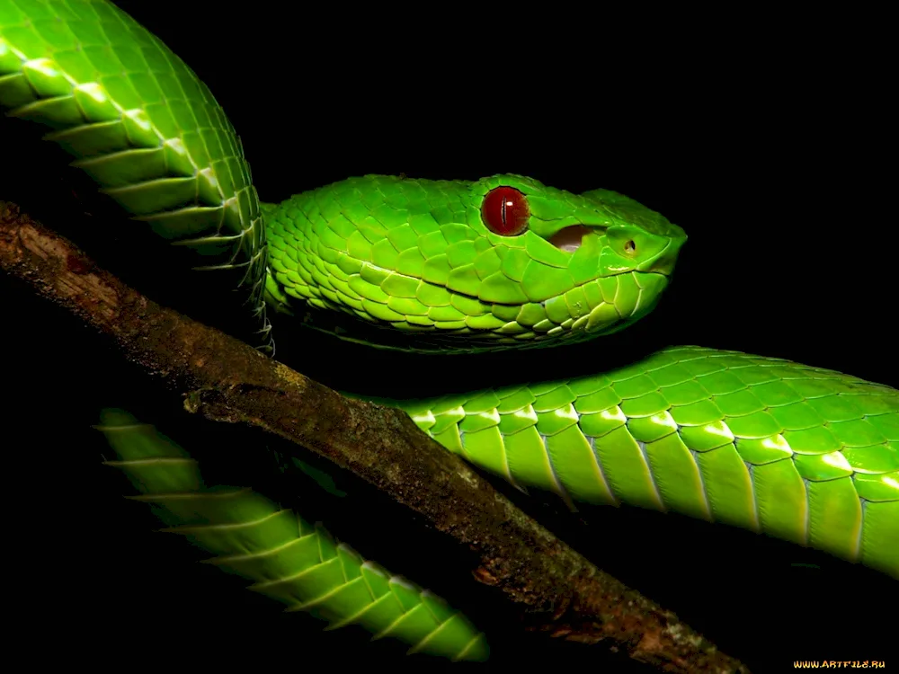 Bush Viper ATERIS