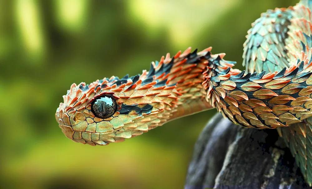 Snakes photo