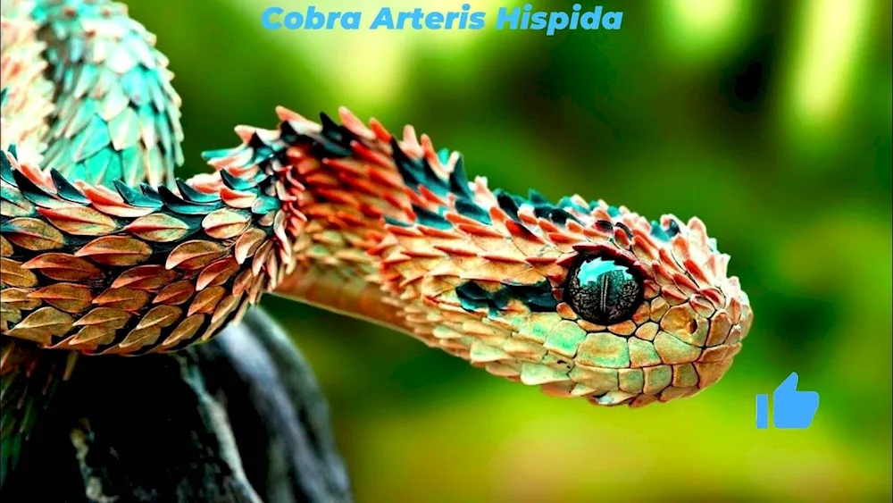 Atheris bush viper