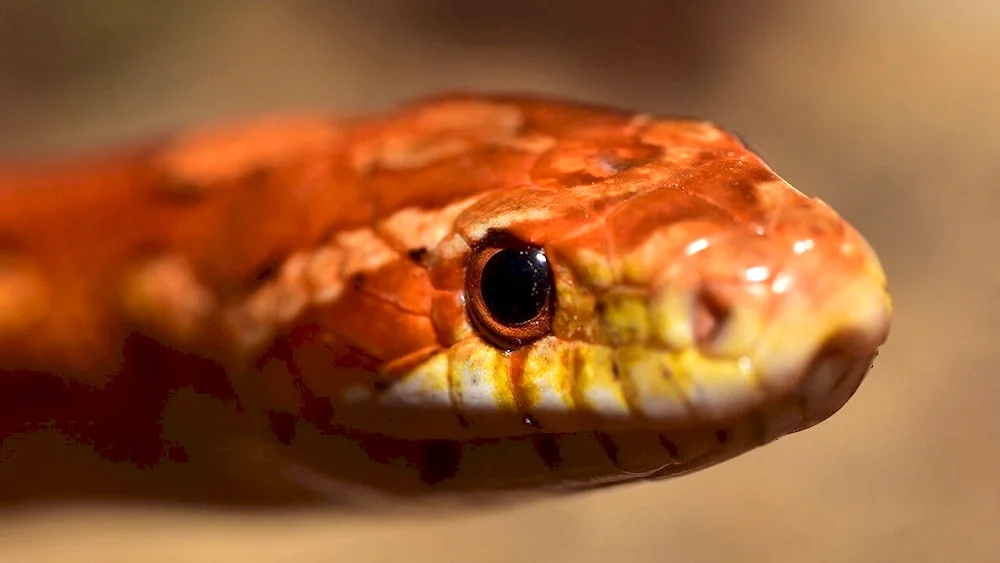 Red scaled polo snake