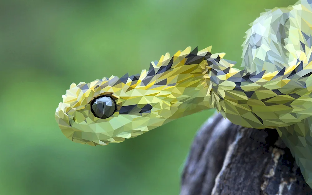 Atheris bush viper