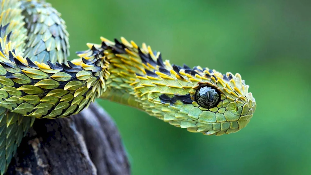 Black mamba snake