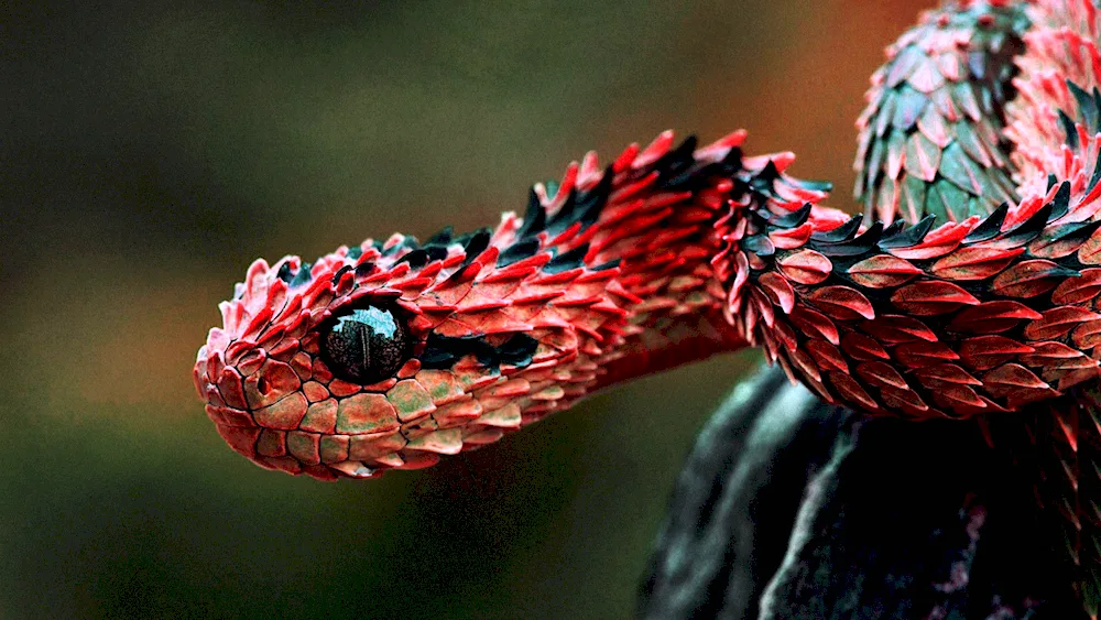 Bush frog. Viper Atheris