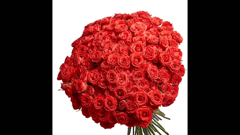 Bush roses 51 pcs