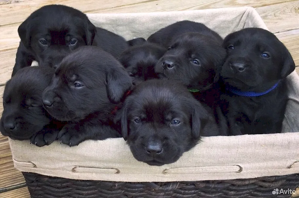 Black Labrador kittens