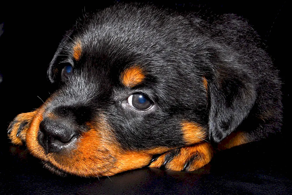 Rottweiler kittens