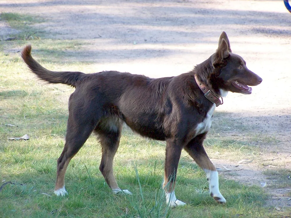 Hmong Hound