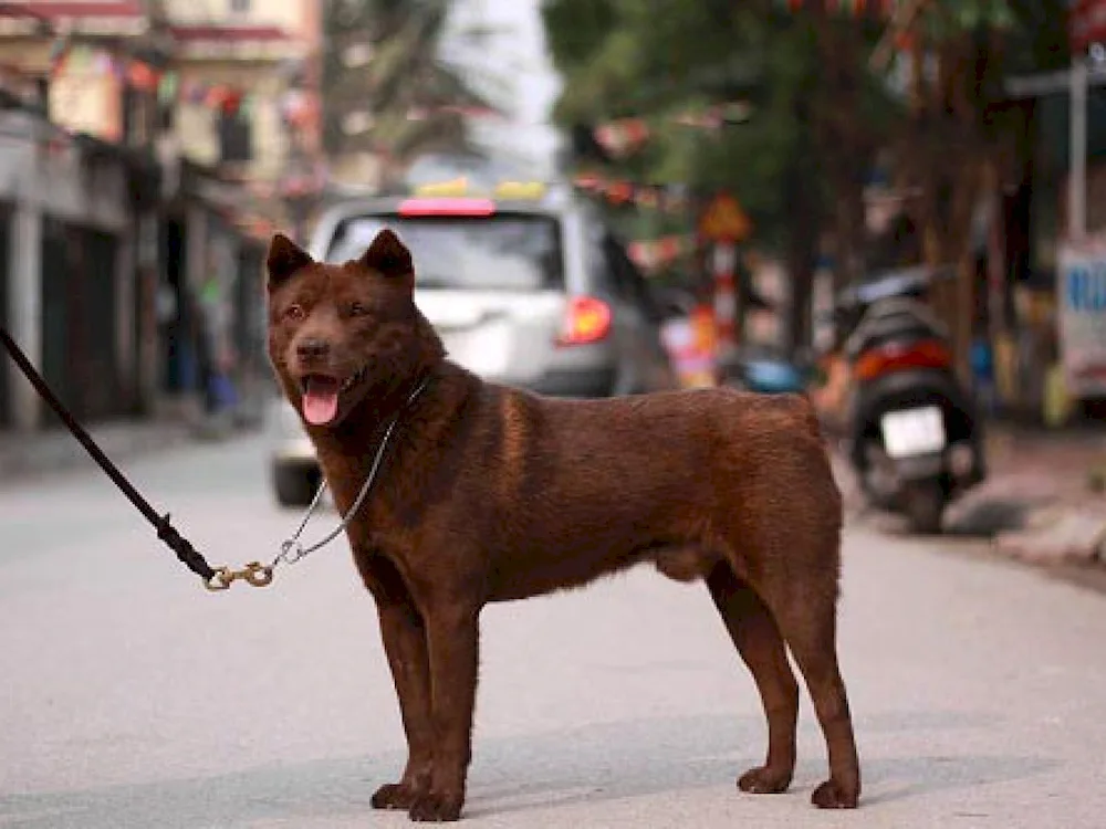 Hmong Hound