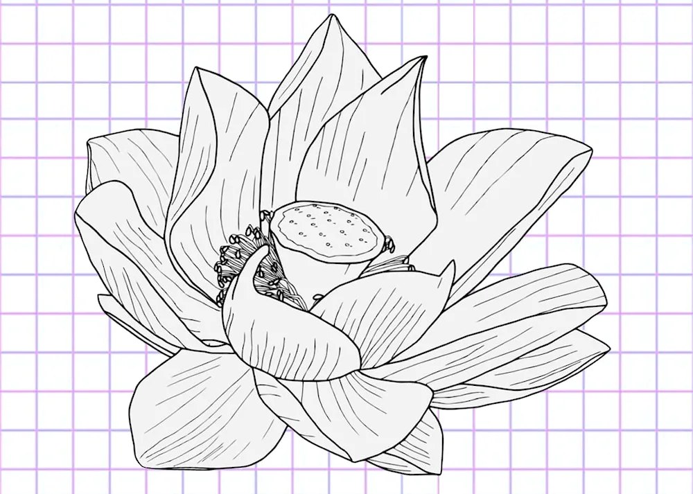 Sakura drawing