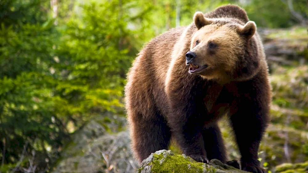 Kuznetsky Alatau brown bear