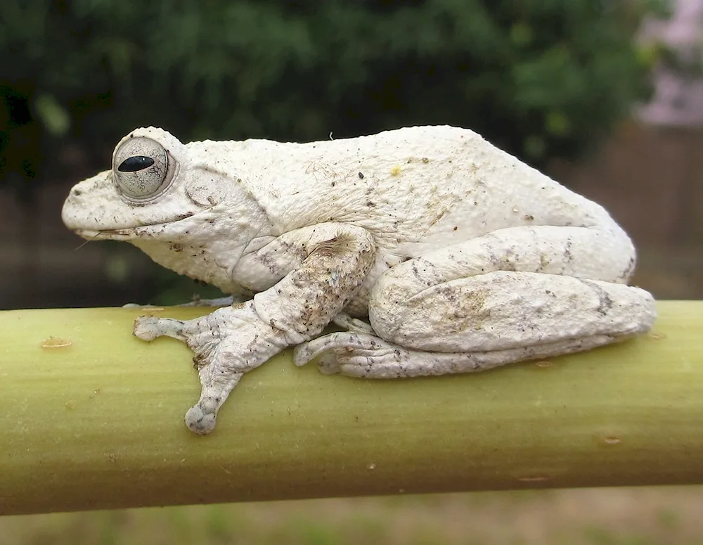 Albino Quackshaw