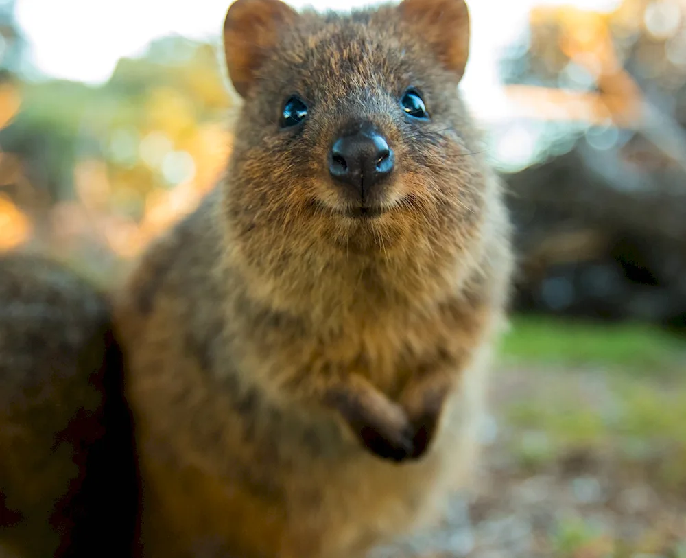 Kwokka endemics of Australia