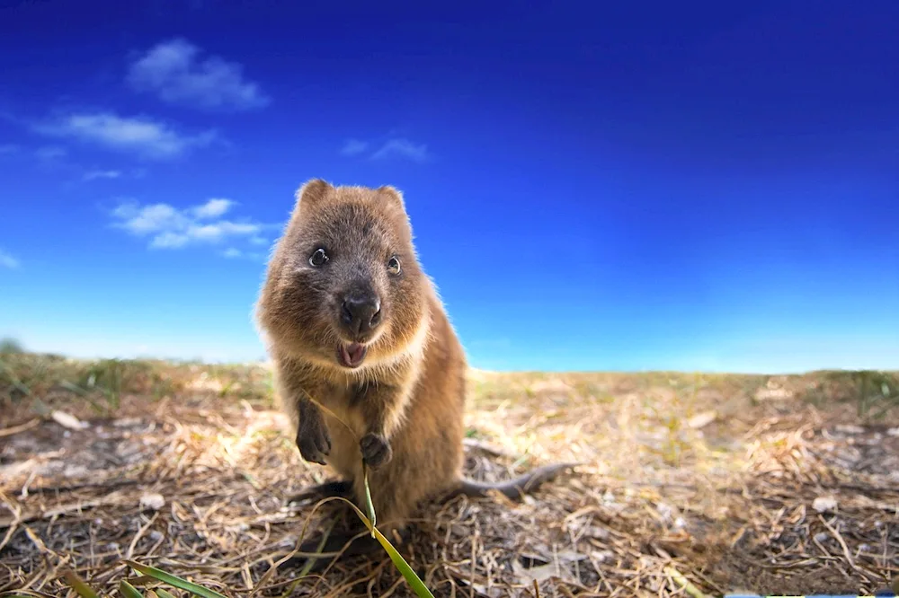 Kwokka endemics of Australia