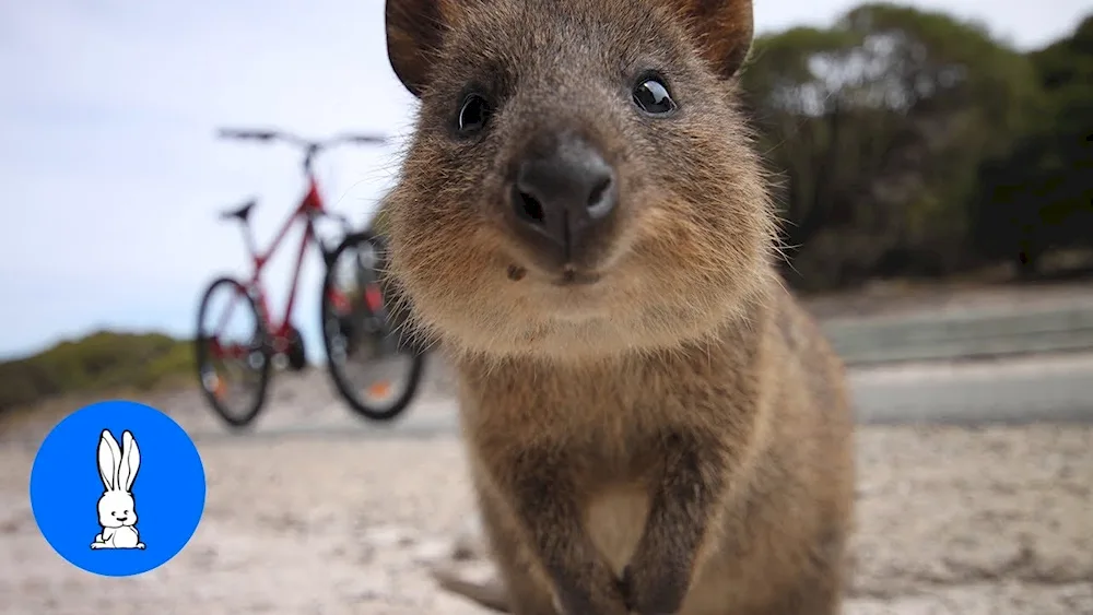 Kwokka Endemics of Australia