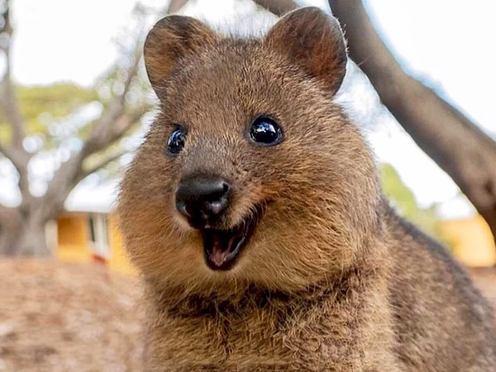 Kwokka endemics of Australia