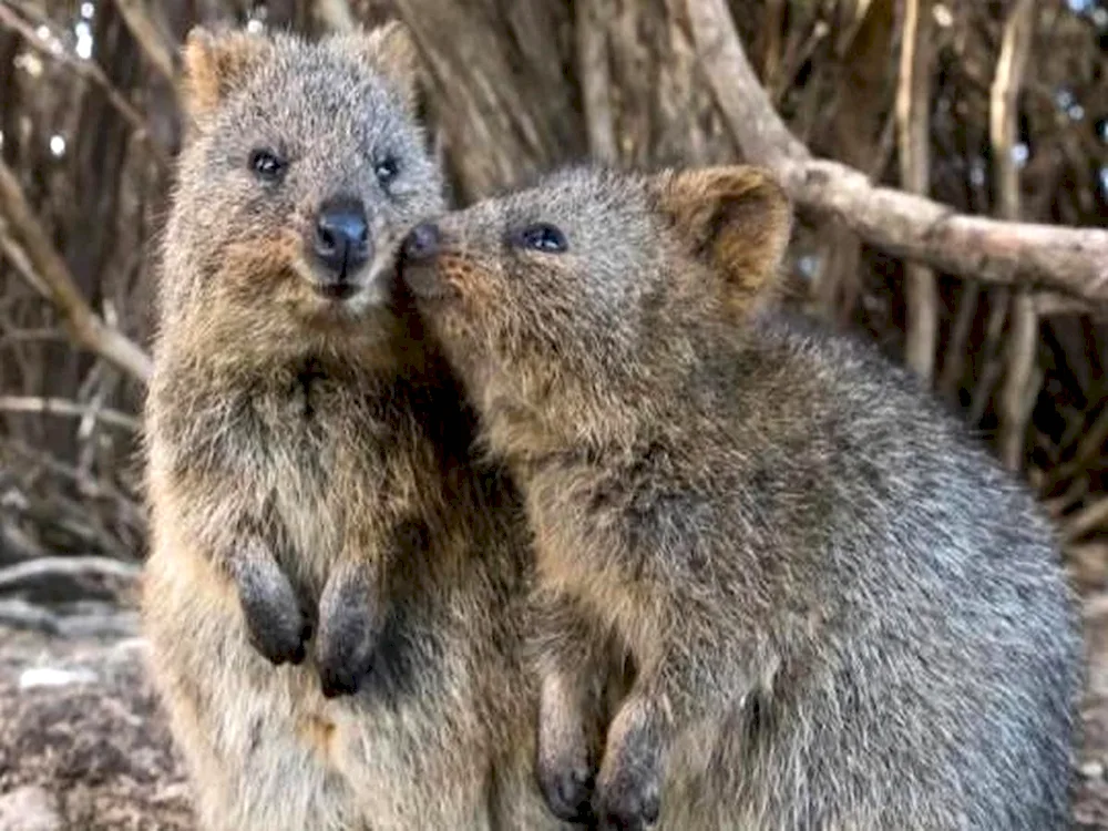 Kangaroo Quokka.