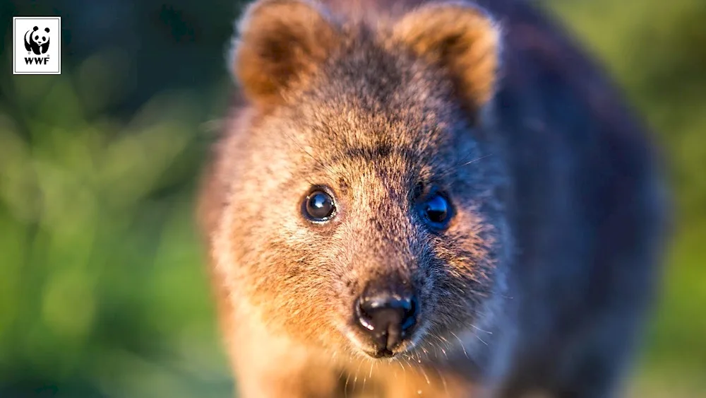 Kangaroo Setonix brachyurus