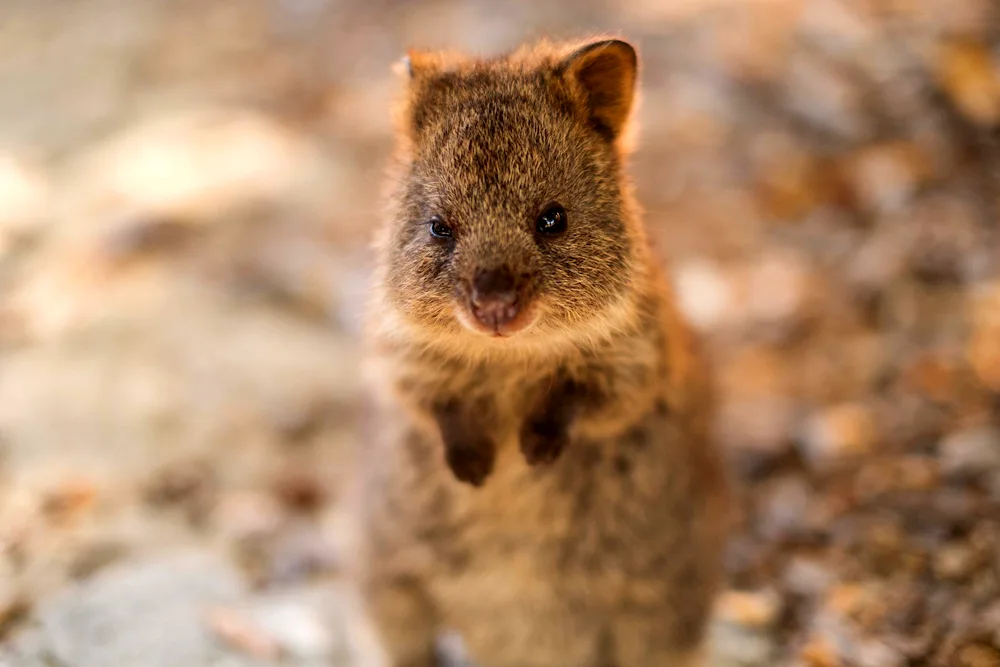 Kangaroo Quokka