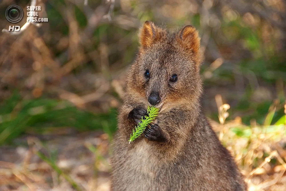 Kangaroo Quokka