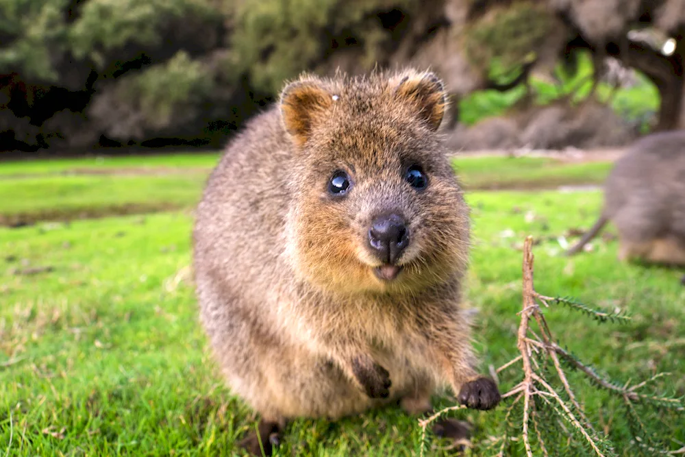 Kwokka marsupial animal