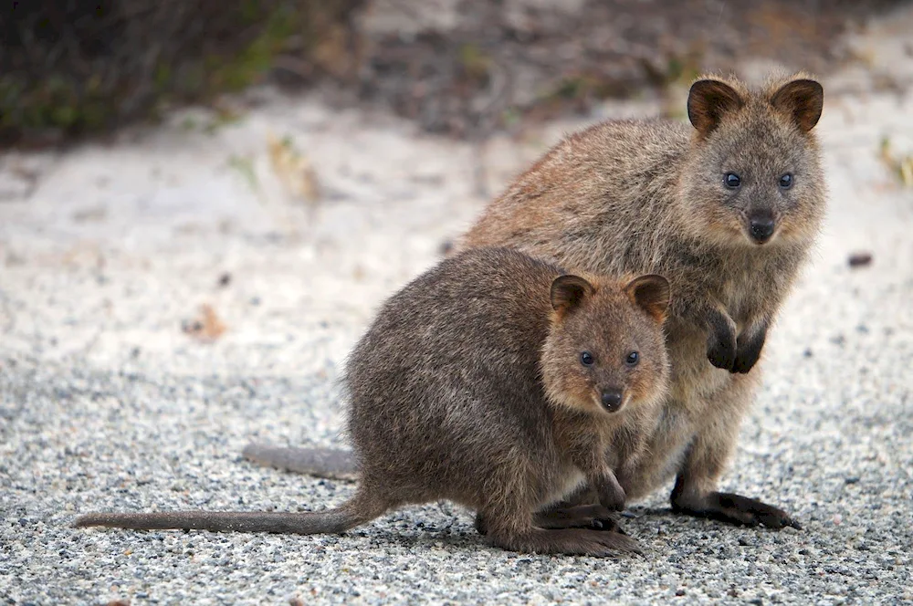 Australian kangaroo Kwokka