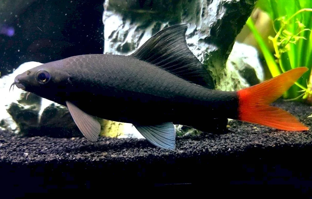 Betta cockerel fish