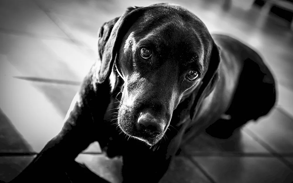 Labrador black and white