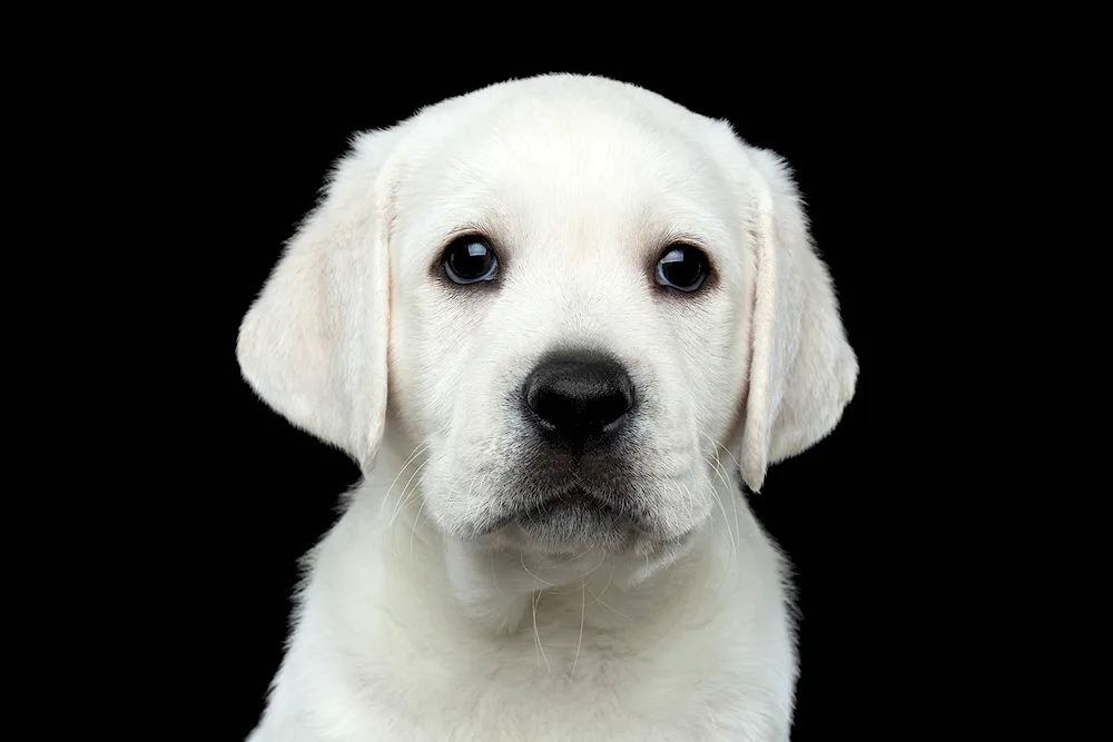 Labrador white