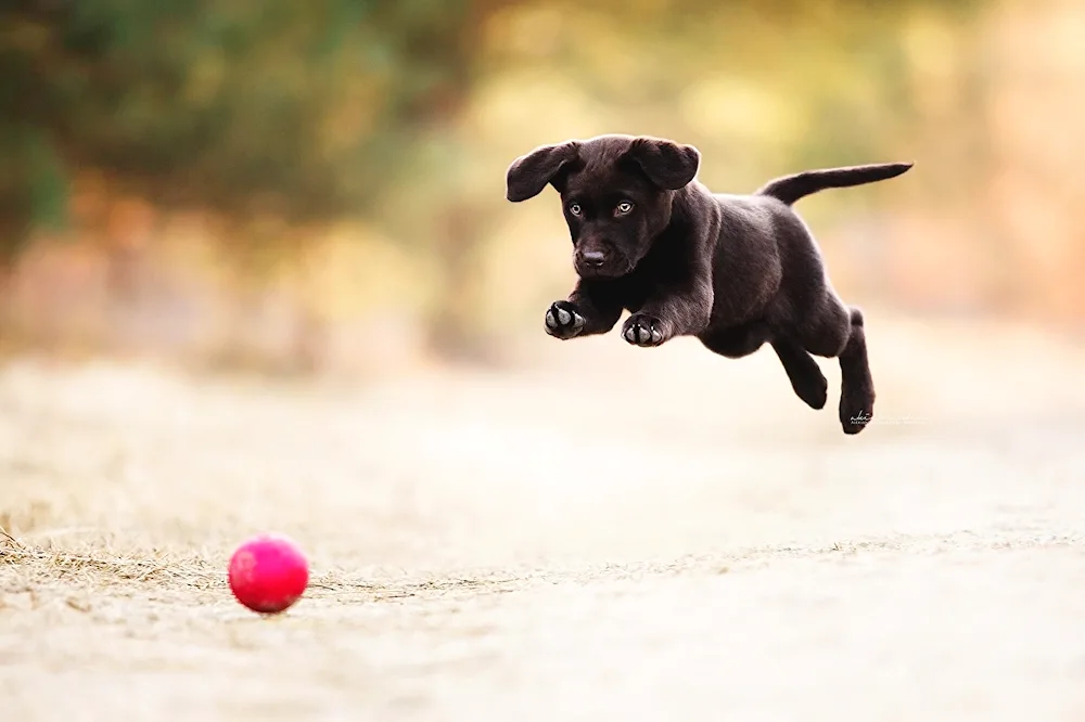 Labrador retriever