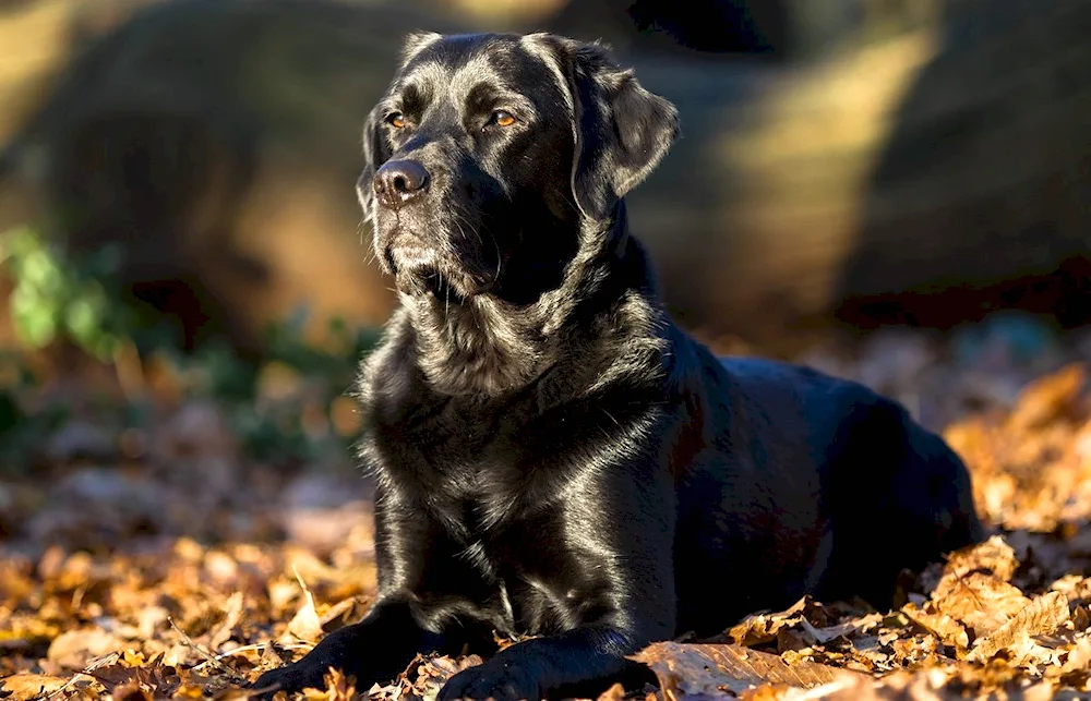 Labrador bb