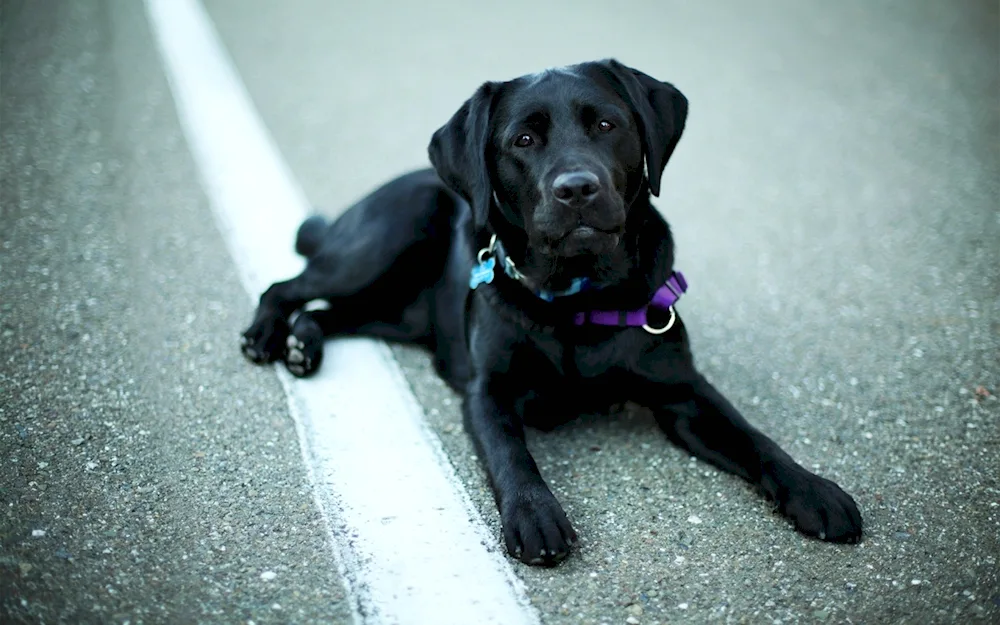 Labrador black