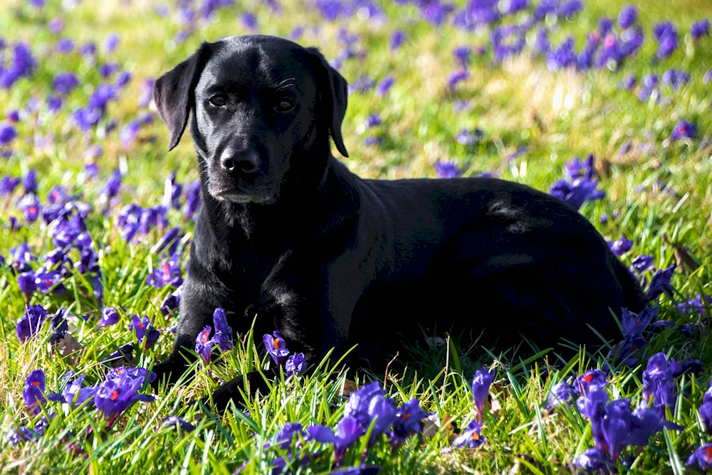 Labrador black