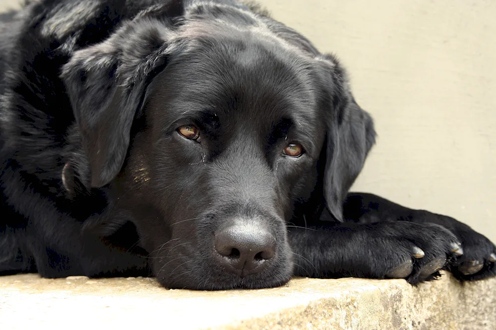 Labrador black