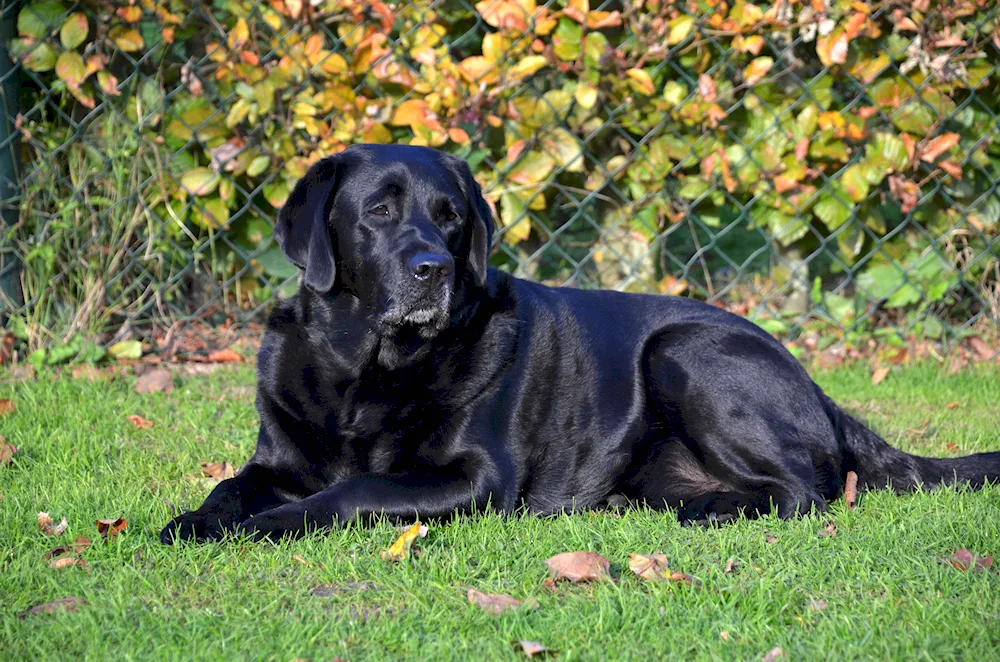 Labrador black