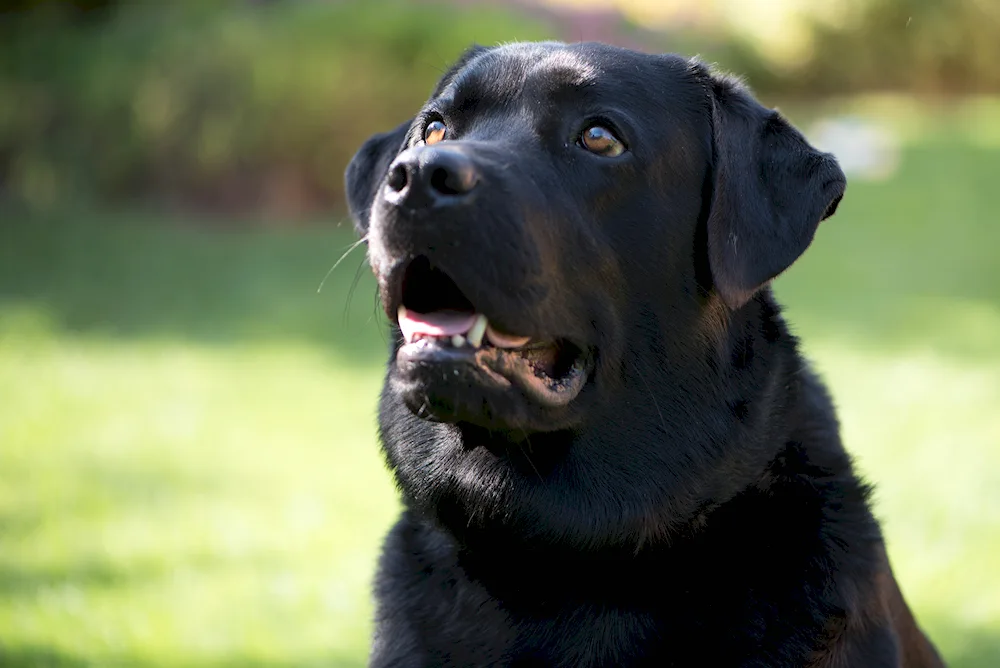 Labrador black