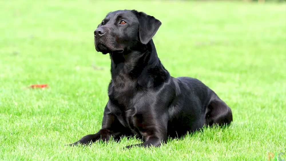 Labrador black