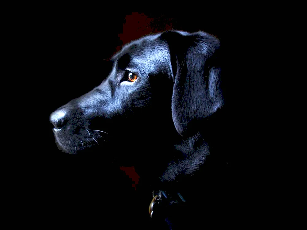 Dog on a black background