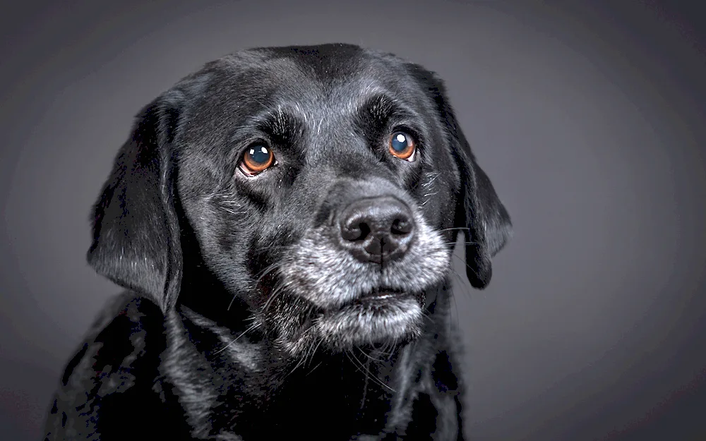 Labrador Black