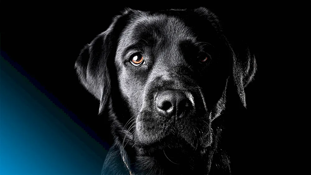 Labrador black