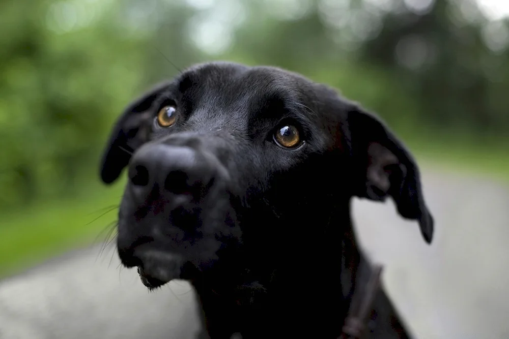 Labrador Black