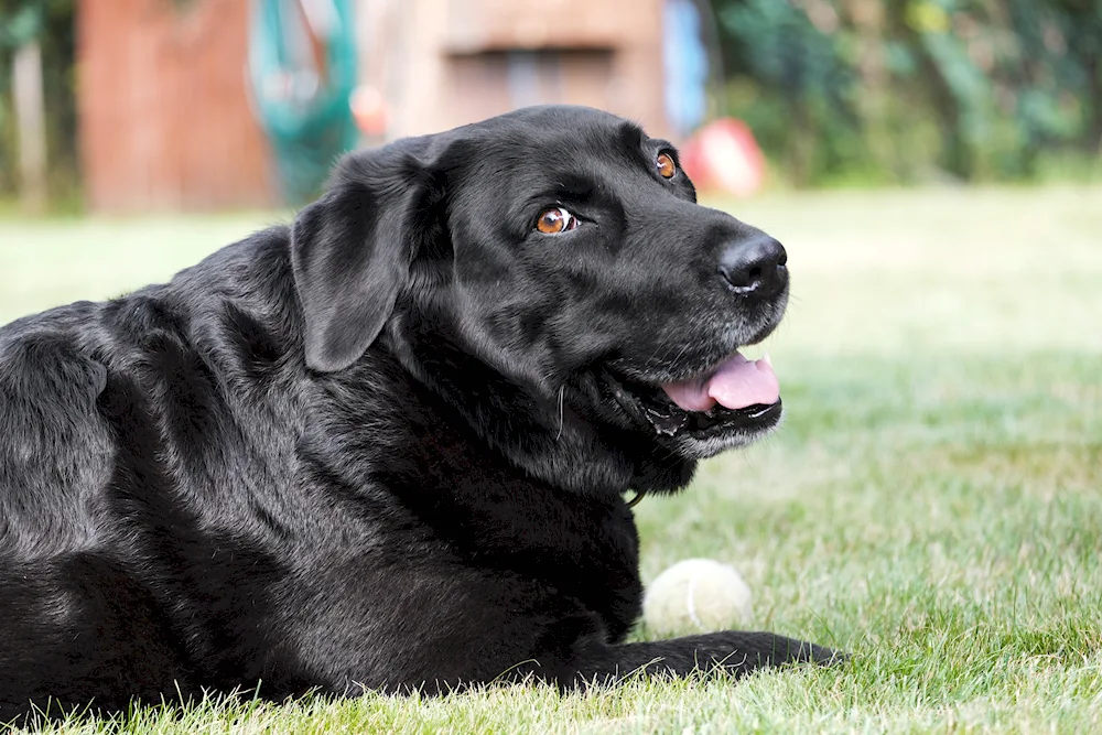 Labrador black