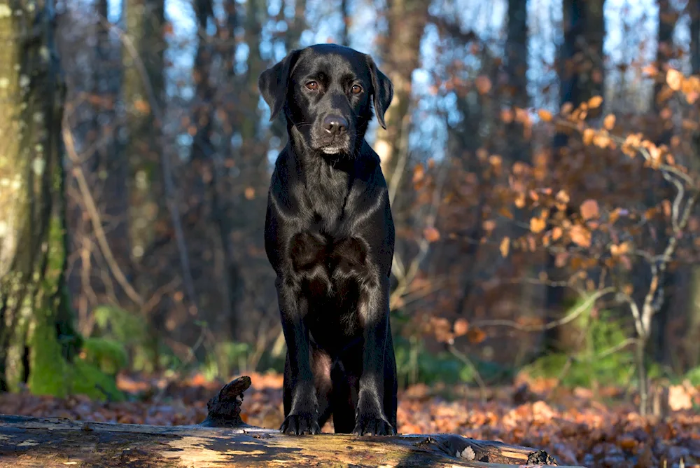 Labrador retriever puppy