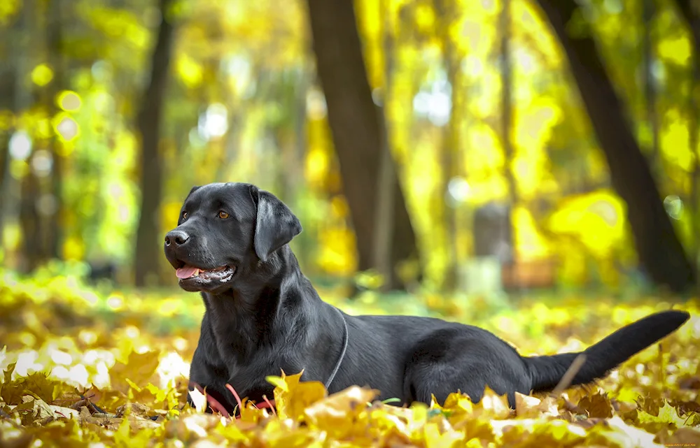 Labrador retriever